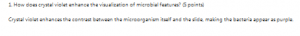 How does crystal violet enhance the visualization of microbial features? (5 points)