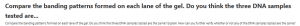 Compare the banding patterns formed on each lane of the gel. Do you think the three DNA samples tested are...