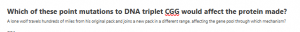 Which of these point mutations to DNA triplet CGG would affect the protein made?