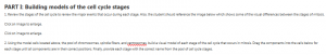 PART I: Building models of the cell cycle stages